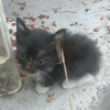 あんちぃ🐱🎸