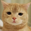 いぬくん