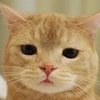 犬ワン