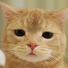 いぬじゃん