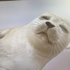 ゴマ