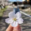 わふうどれっしんぐ