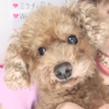 しゃん🐶🌻