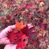 🍁もみじ