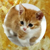 こずみん