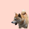 なまっこ