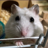 ワニ㌠