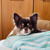 マム♡🌻🐶