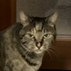 みやきた