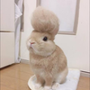 ミツ