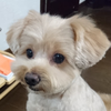 室内犬（いぬ氏）