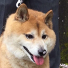 ピピピ