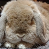 あまね式🐰