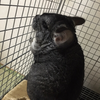 田中中