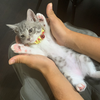 エセナカスミ