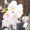 🌸桜🐸🌧️☀️🌙