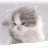もっちりきな粉#生八つ橋生クリーム入り