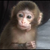 🐒おさる🐒