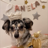 🐩アネラ🤎
