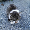 猫だし(仮)