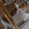ちゃろ