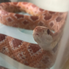 みーやん🌽🐍
