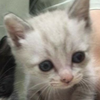 ねこ🍍🐱せなちゃんのねこ！