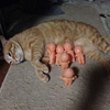 ユーザーアイコン