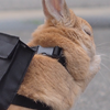 うさぴょん