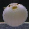 とりぷるまきまき🐡🔥🎺😎