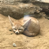 おちゃ
