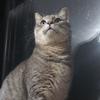 狛猫銀