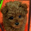 Mari.reon＜