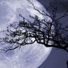 night
