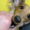 🐶🍮ともちょこ☀️🍫