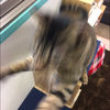 だいそん