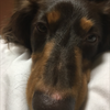🦩けけ🐶さななん激推し🦩