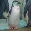 ひげ
