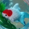 🙏🐠ろっこたん🐠🙏