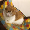 かんがるー