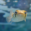 おいぶき