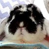 バニラちゃん