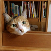 チョシ