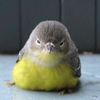Kazu