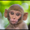 もんきち🐒🍌