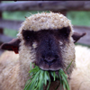🐏ひつじ🐑