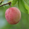 すもも🍒