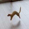 みさき🐰