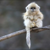 りょ〜🐵✨