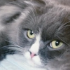 休止スカルにゃんE💀🐈‍⬛